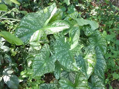 Caladium - real photo