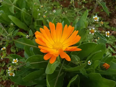 Calendula - real photo