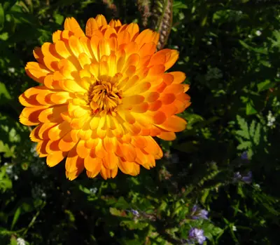 Calendula - real photo
