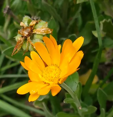 Calendula - real photo