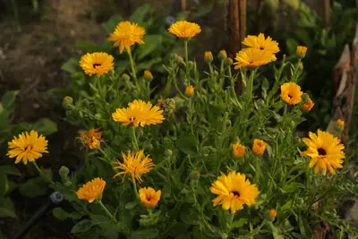 Calendula - real photo
