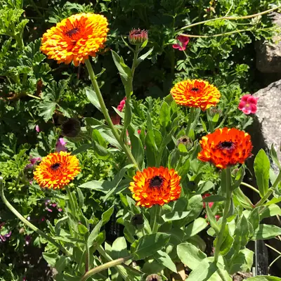 Calendula - real photo