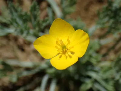 California Poppy (Eschscholzia) - real photo