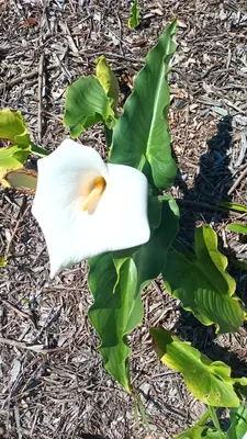 Calla Lily (Zantedeschia) - real photo