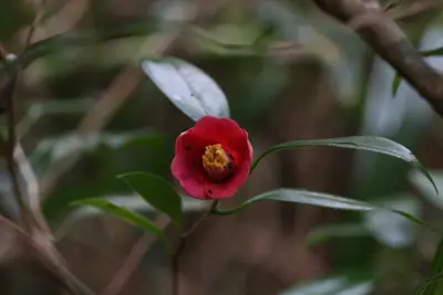 Camellia (Camellia japonica) - real photo