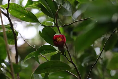 Camellia (Camellia japonica) - real photo