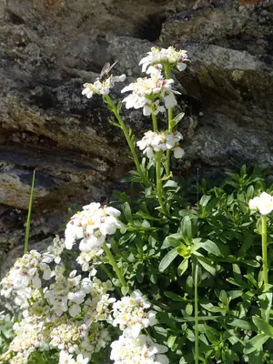 Candytuft (Iberis sempervirens) - real photo