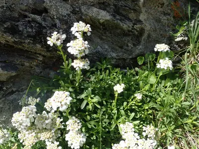 Candytuft (Iberis sempervirens) - real photo