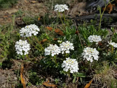 Candytuft (Iberis sempervirens) - real photo