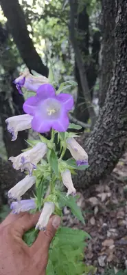 Canterbury Bells (Campanula medium) - real photo