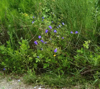 Canterbury Bells (Campanula medium) - real photo