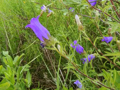 Canterbury Bells (Campanula medium) - real photo