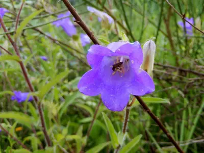 Canterbury Bells (Campanula medium) - real photo