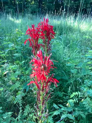 Cardinal Flower (Lobelia cardinalis) - real photo