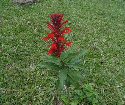 Cardinal Flower (Lobelia cardinalis) - real photo