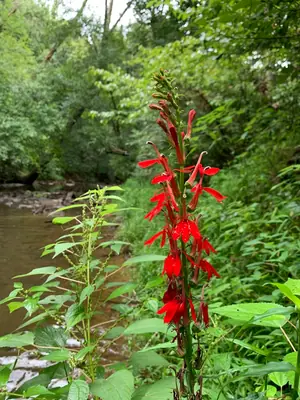 Cardinal Flower (Lobelia cardinalis) - real photo