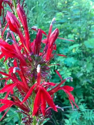 Cardinal Flower (Lobelia cardinalis) - real photo