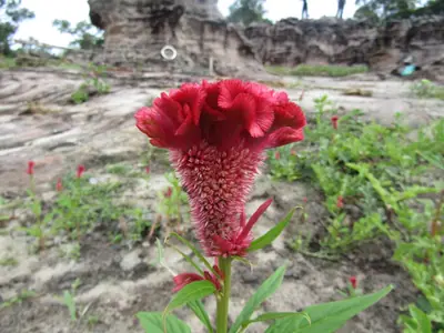 Celosia - real photo