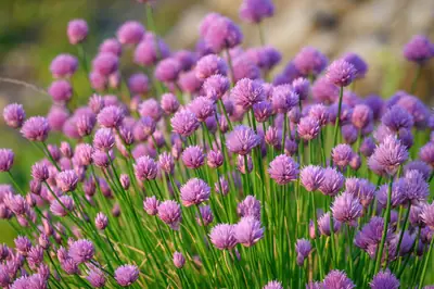 Chives (Allium schoenoprasum) - real photo