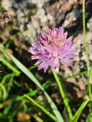 Chives (Allium schoenoprasum) - real photo