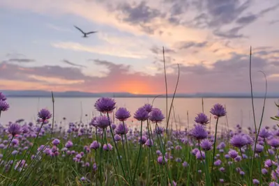 Chives (Allium schoenoprasum) - real photo
