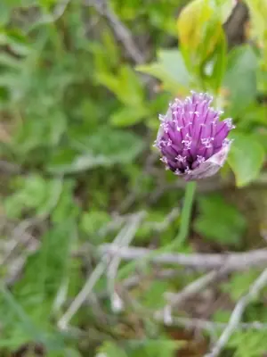 Chives (Allium schoenoprasum) - real photo