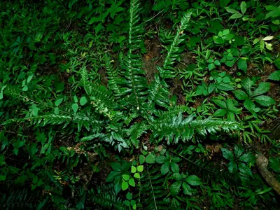 Christmas Fern (Polystichum acrostichoides) - real photo