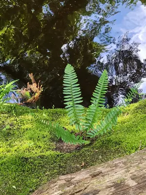 Christmas Fern (Polystichum acrostichoides) - real photo