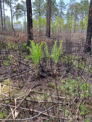 Cinnamon Fern (Osmundastrum cinnamomeum) - real photo