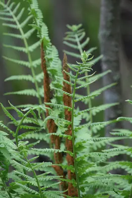 Cinnamon Fern (Osmundastrum cinnamomeum) - real photo