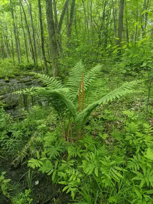 Cinnamon Fern (Osmundastrum cinnamomeum) - real photo