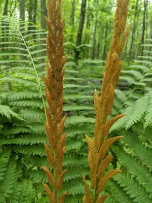 Cinnamon Fern (Osmundastrum cinnamomeum) - real photo