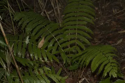 Cinnamon Fern (Osmundastrum cinnamomeum) - real photo