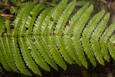 Cinnamon Fern (Osmundastrum cinnamomeum) - real photo