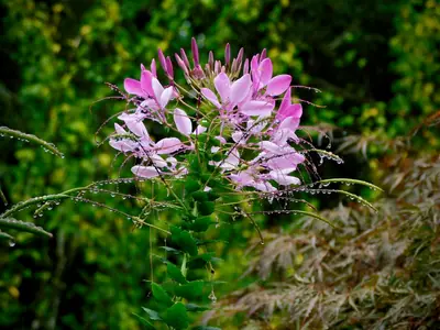 Cleome (Cleome hassleriana) - real photo