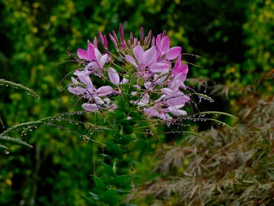 Cleome (Cleome hassleriana) - real photo
