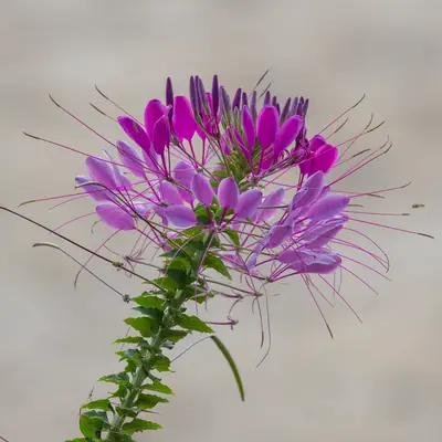 Cleome (Cleome hassleriana) - real photo