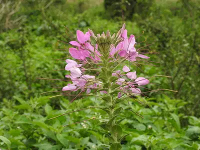 Cleome (Cleome hassleriana) - real photo