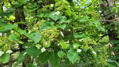 Climbing Hydrangea (Hydrangea petiolaris) - real photo