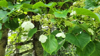 Climbing Hydrangea (Hydrangea petiolaris) - real photo