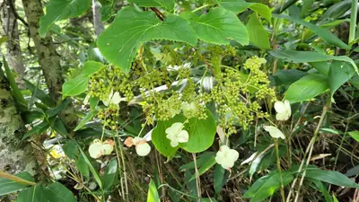 Climbing Hydrangea (Hydrangea petiolaris) - real photo