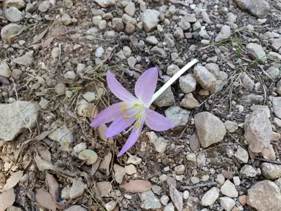 Autumn Crocus (Colchicum) - real photo