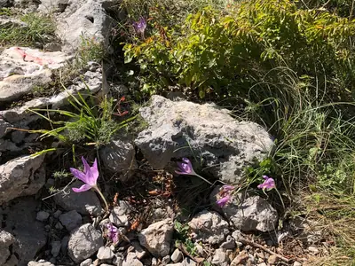Autumn Crocus (Colchicum) - real photo