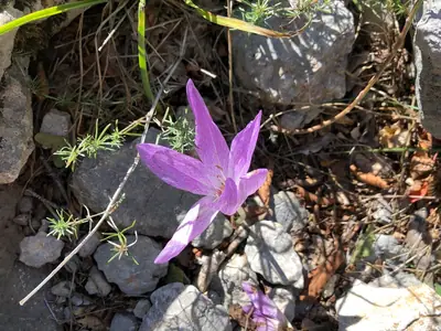 Autumn Crocus (Colchicum) - real photo