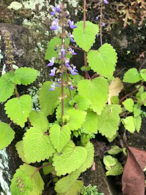 Coleus (Coleus scutellarioides) - real photo