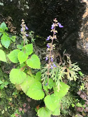 Coleus (Coleus scutellarioides) - real photo