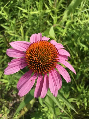 Purple Coneflower (Echinacea purpurea) - real photo