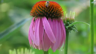 Purple Coneflower (Echinacea purpurea) - real photo
