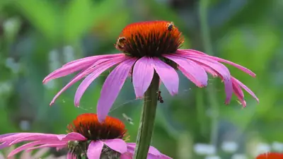 Purple Coneflower (Echinacea purpurea) - real photo