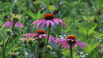 Purple Coneflower (Echinacea purpurea) - real photo